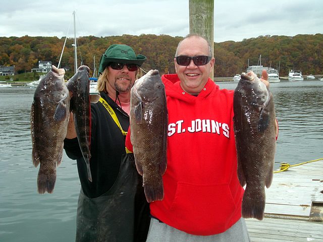 Blackfish caught bottom fishing off the North Shore