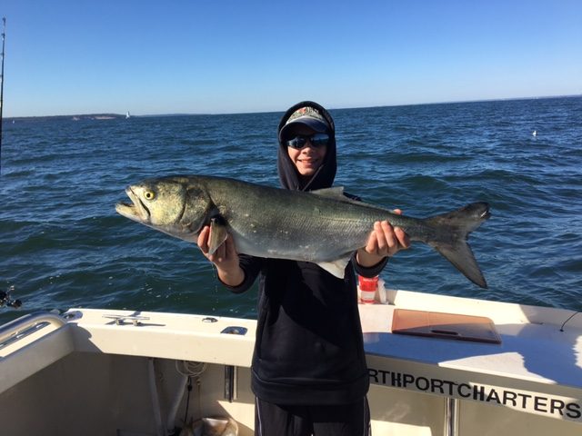 Monster bluefish taken in the fall