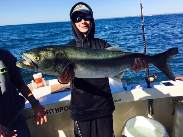 A big bluefish caught in the fall run