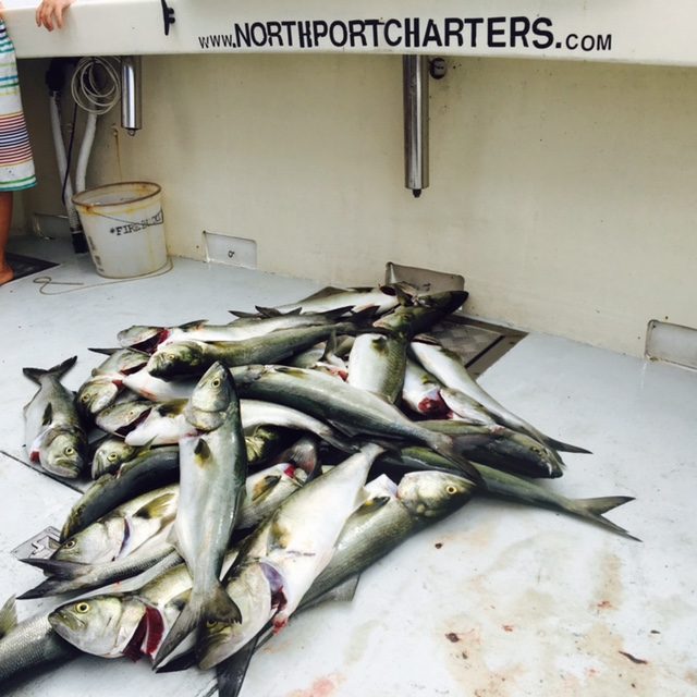 A pile of August bluefish