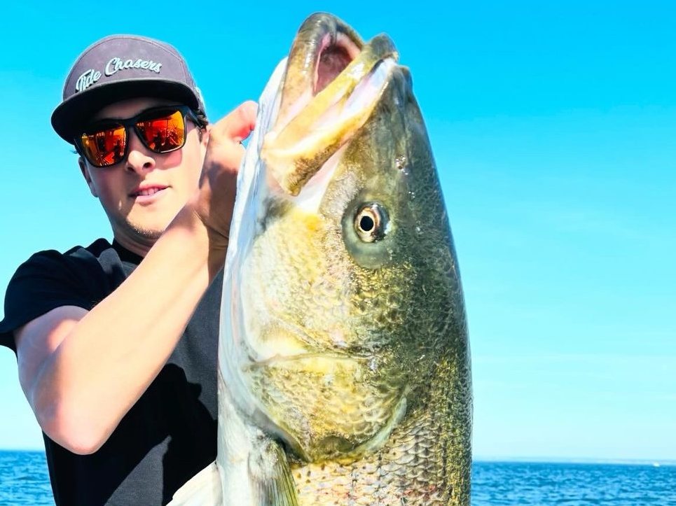 The 46-pound cow bass held up on the deck of Sashimi