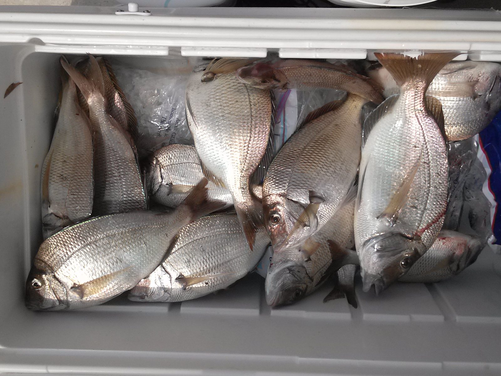 A cooler of jumbo porgies