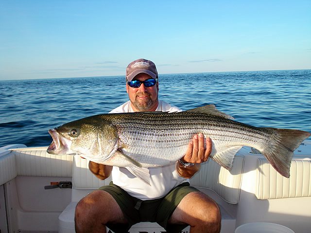 A striped bass on the deck of the boat