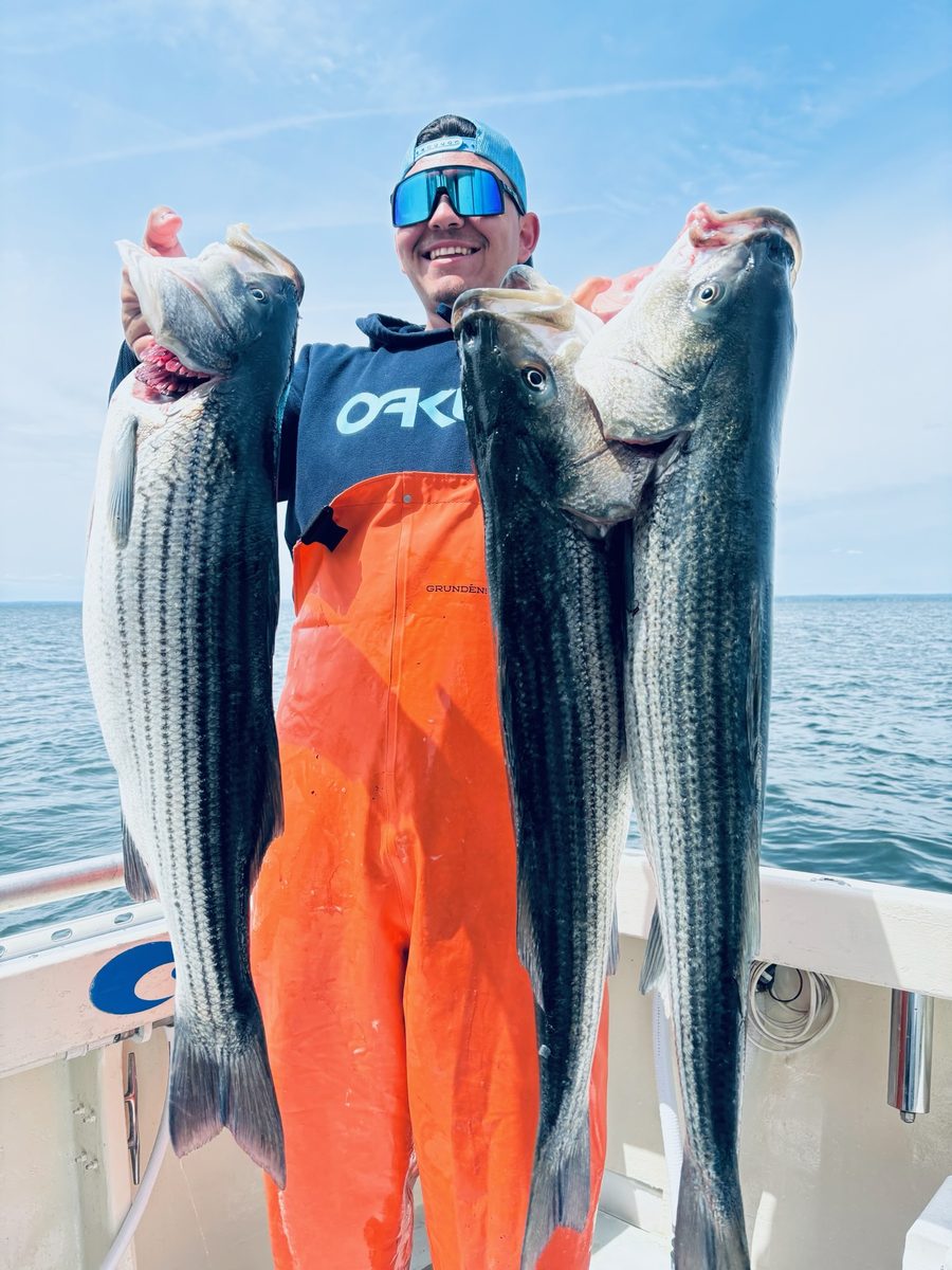 Angler with two striped bass