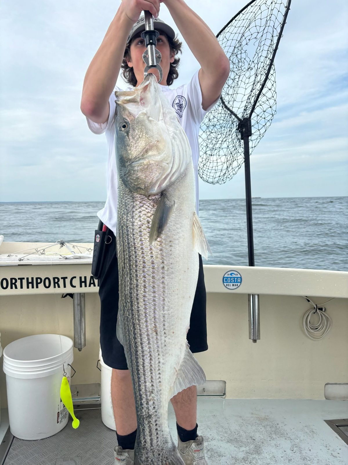 A striped bass coming over the rail in the net