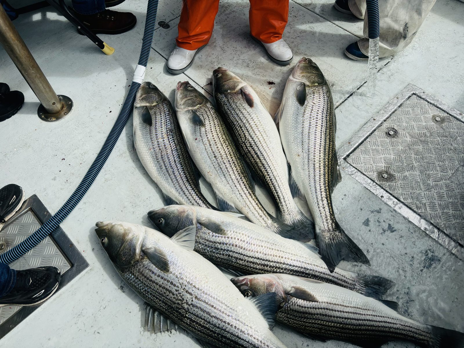 A morning of striped bass laid out on the deck